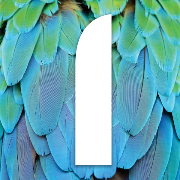 Flag Shape - Feather